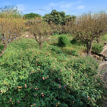 La Lavanda