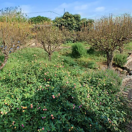 La Lavanda Vega de San Mateo